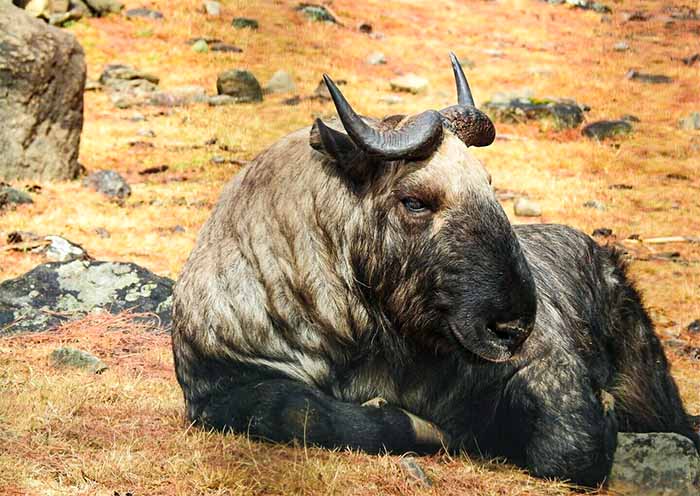 廷布羚牛 廷布羚牛