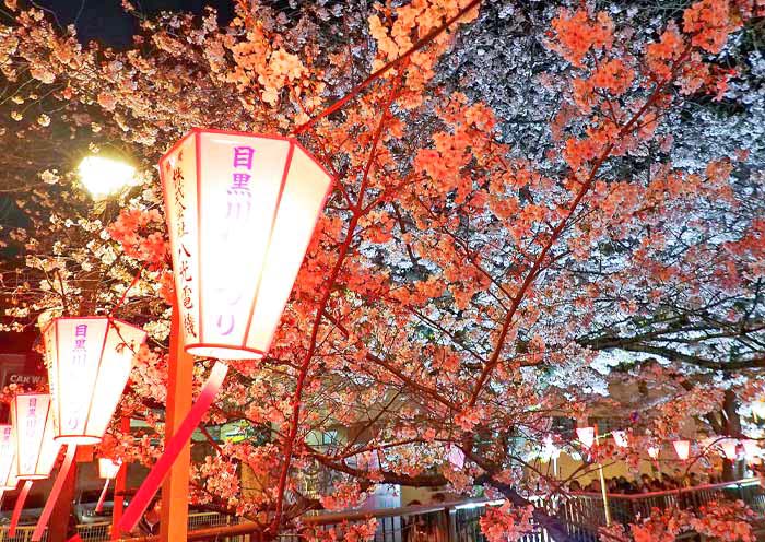 目黑川夜樱 目黑川夜樱