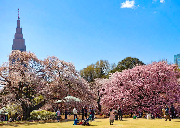 新宿御苑樱花美景 新宿御苑樱花美景