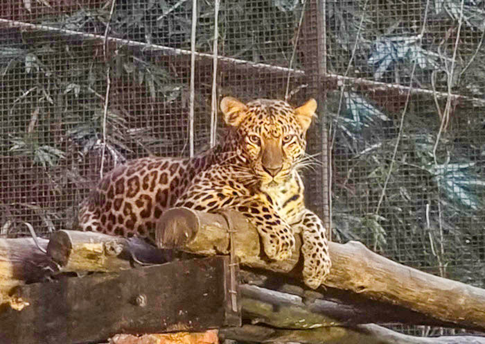清邁夜間動物園