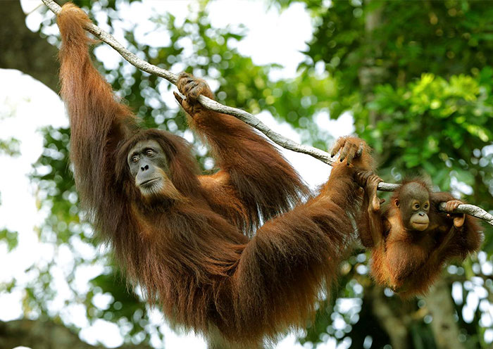 野趣獅城 | 新加坡濱海灣花園+甘榜格南+新加坡植物園+新加坡動物園+河川生態園+夜間野生動物園生態四日遊 野趣獅城 | 新加坡濱海灣花園+甘榜格南+新加坡植物園+新加坡動物園+河川生態園+夜間野生動物園生態四日遊