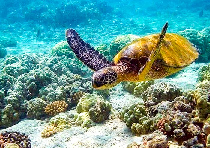 鸽子岛偶遇海龟 鸽子岛偶遇海龟