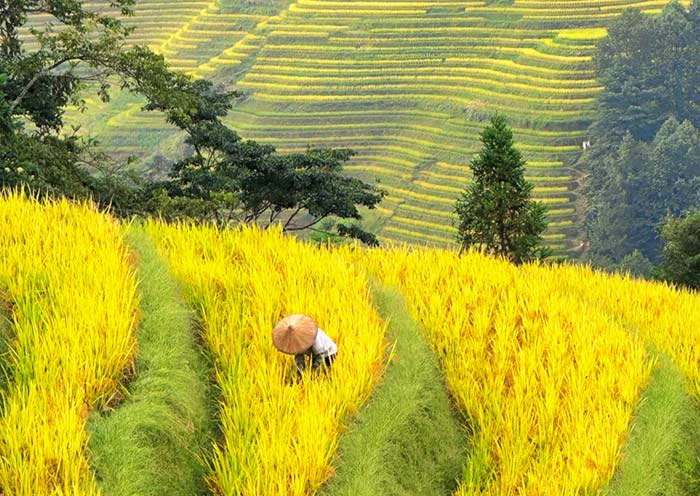 沙巴梯田 沙巴梯田