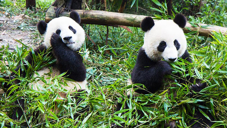 熊猫旅游