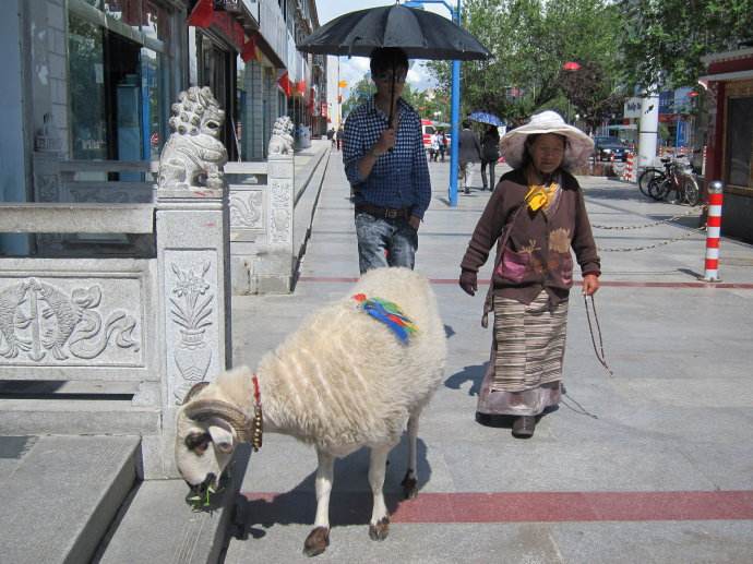 放生羊—藏地的虔敬与善意