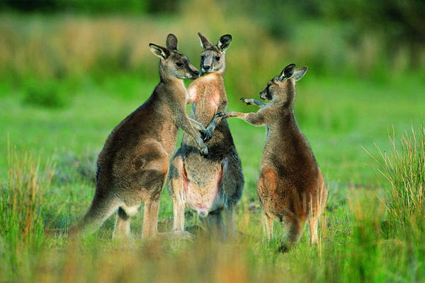 澳大利亚到西藏旅游