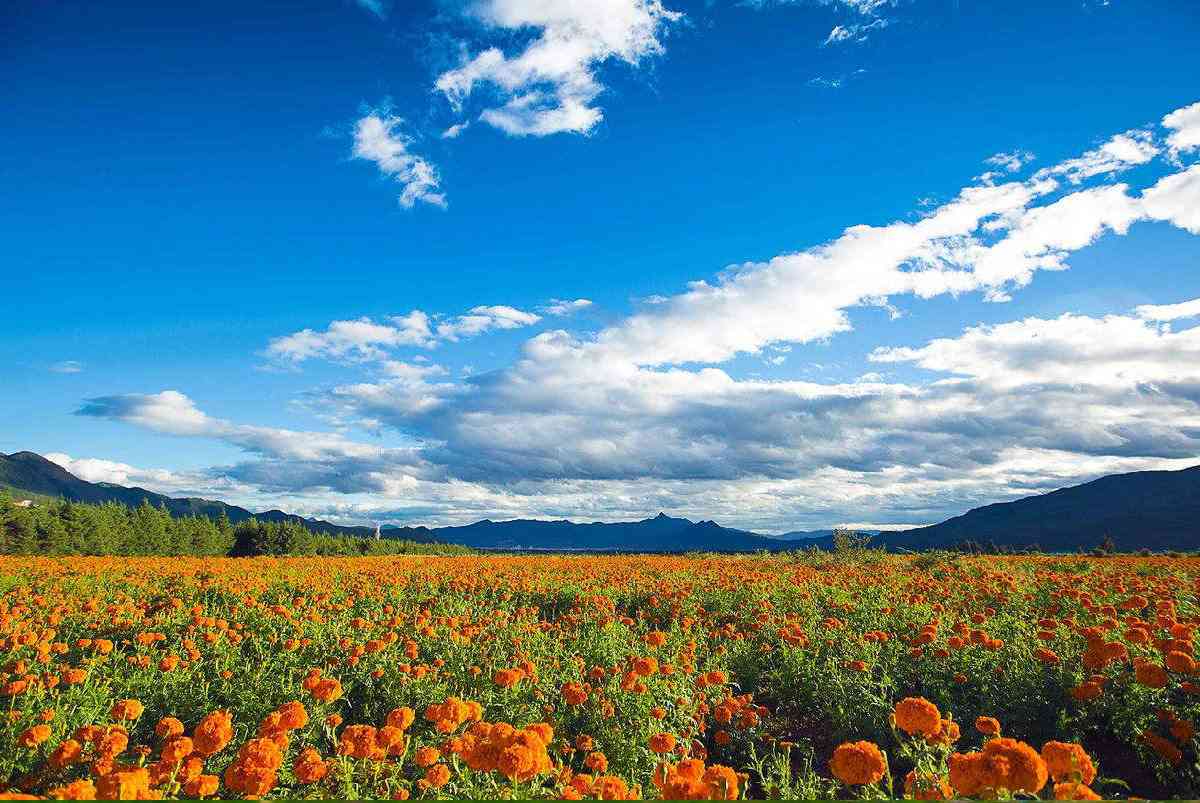 拉萨-丽江出藏航班