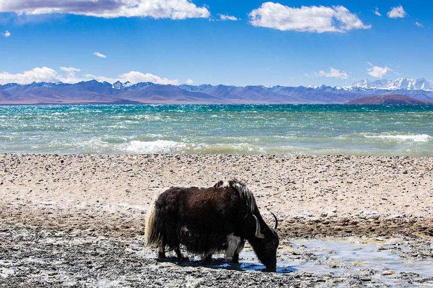 那曲1月份天气概况
