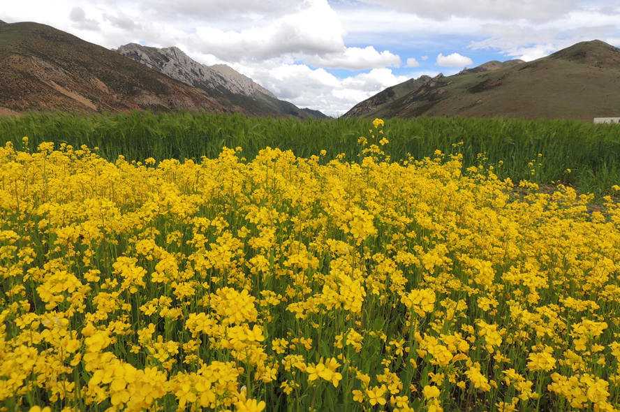 昌都7月份天气概况
