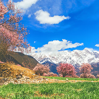 西藏林芝桃花节天气