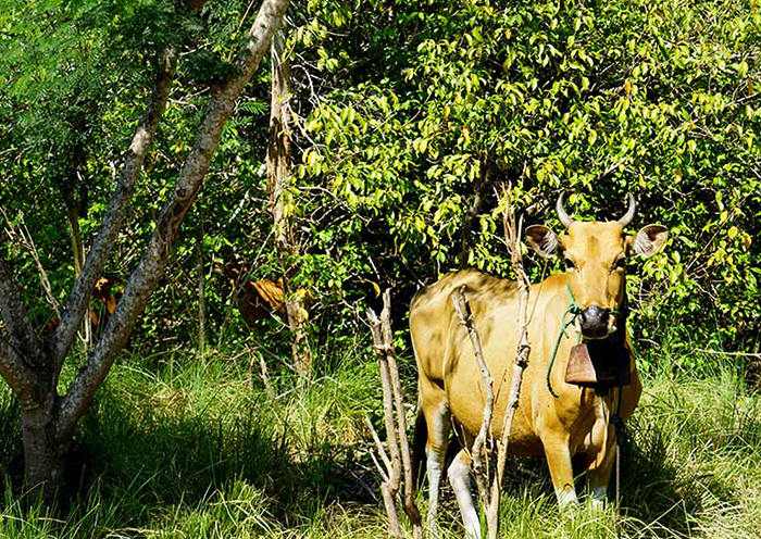 Parque Nacional Bali Barat