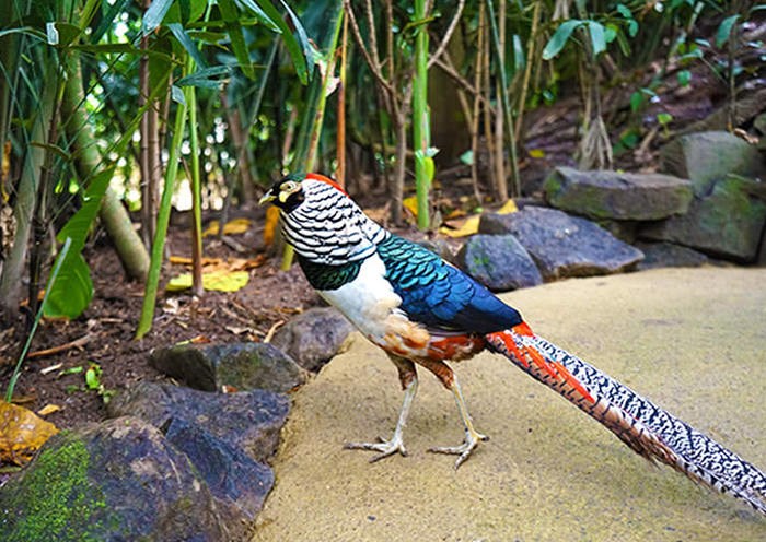 Parque de aves de Bali