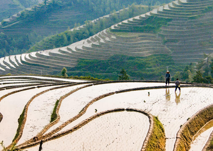 Terrazas de arroz de Banaue: la vista más famosa de Banaue, el espectacular anfiteatro hecho de terrazas de arroz en las montañas.
