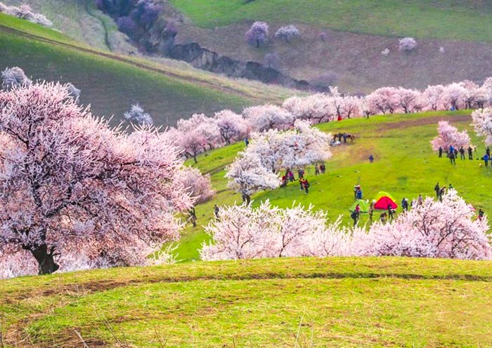 伊犁吐尔根杏花