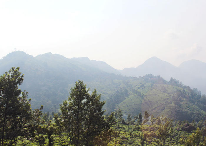 Munnar: extensas plantaciones de té rodean las tranquilas colinas de Munnar, que atraen a los viajeros aventureros ávidos de parapente.