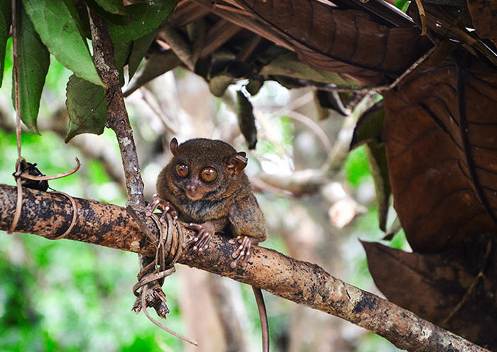 Santuario de Tarsier: el santuario ubicado en Corella Bohol es realmente el mejor de Filipinas.