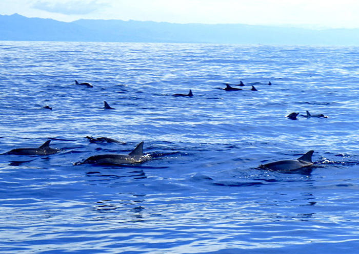 Comience temprano en la mañana en Baclayon o Panglao hacia la isla de Pamilacan en un bote con estabilizadores motorizados. Las tripulaciones del barco son ex cazadores de tiburones ballena que ahora trabajan como “observadores de tiburones ballena”.
