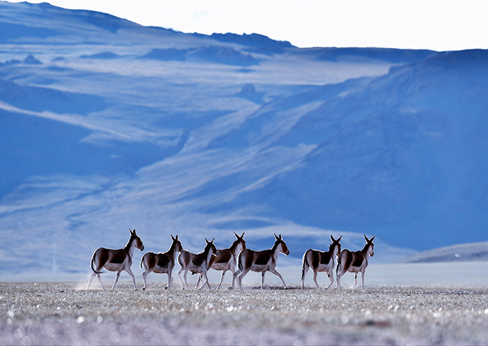 狮泉河-改则沿途风物