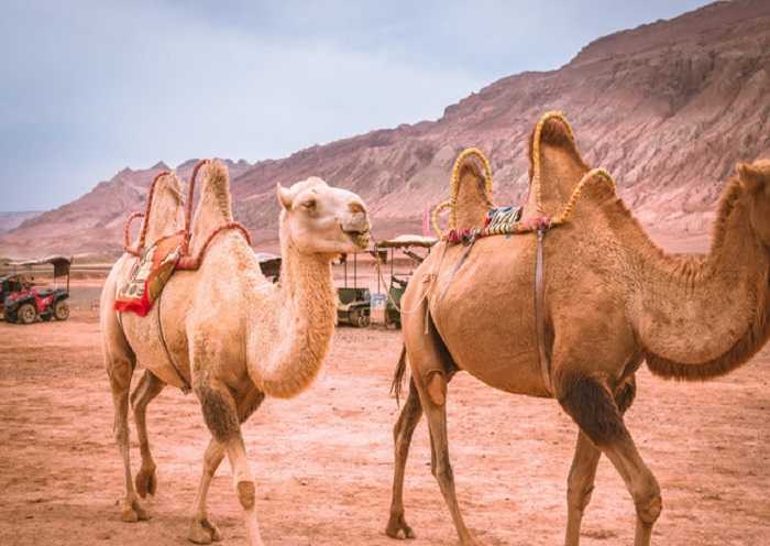 Como sabrá por su nombre, Flame Mountain es muy caliente y su color es rojo.