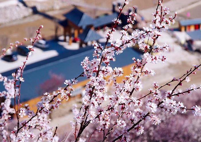 新疆旅游团价钱：新疆旅游跟团几多钱一个人？？？？