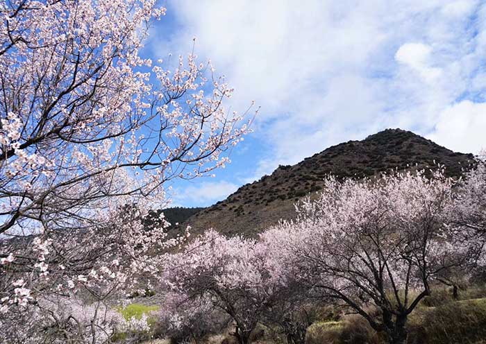 西藏外地林芝桃花节跟团游几多钱？？