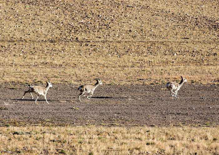 Day 7 – On the road from EBC to Shigatse
 Day 7 – On the road from EBC to Shigatse