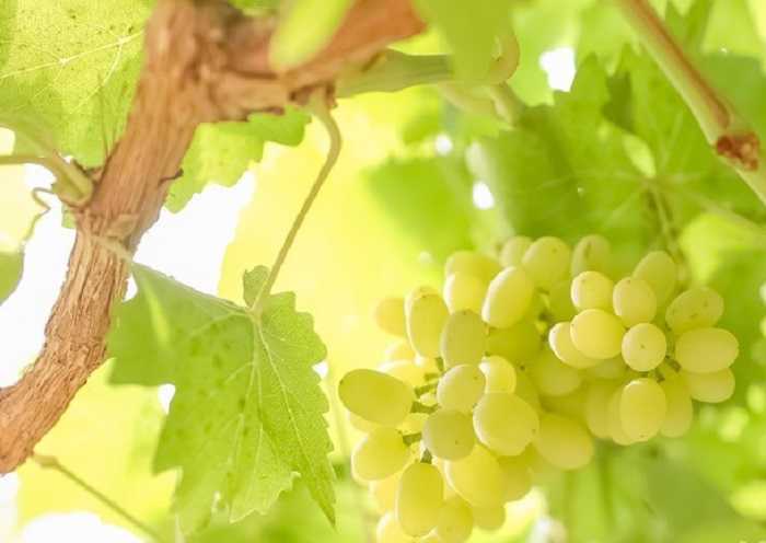 Grape Valley es la zanja más grande del Flaming Mountain Valley, famosa por su uva de alta calidad.