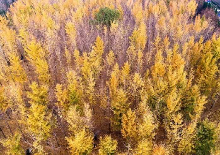 El mausoleo de Han Yang Ling es una tumba conjunta de Liu Qi, un notable emperador de la dinastía Han Occidental (206 a. C.-220 d. C.)