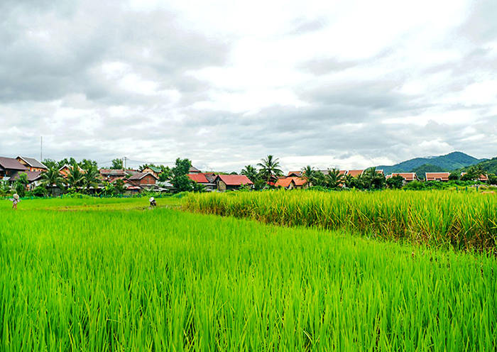 pueblos tribales de las montañas : hay numerosos pueblos tradicionales Hmong y Khmu en los pueblos.