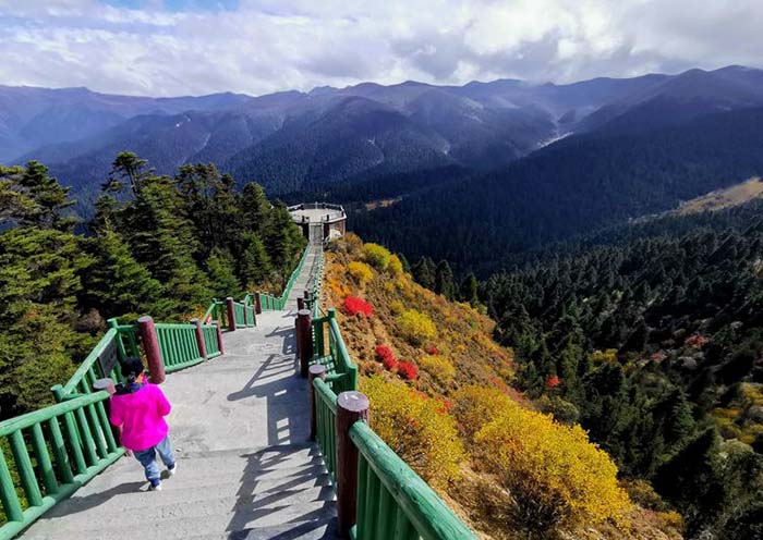 鲁朗林海观景台