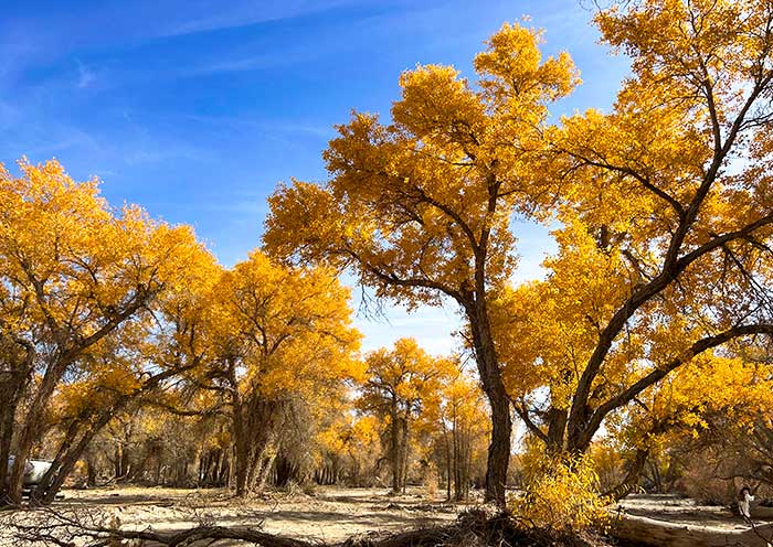 轮台胡杨林