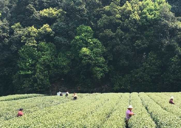 Meijiawu Tea Township es una famosa plantación de té Longjing ubicada en las colinas que rodean el Lago del Oeste.