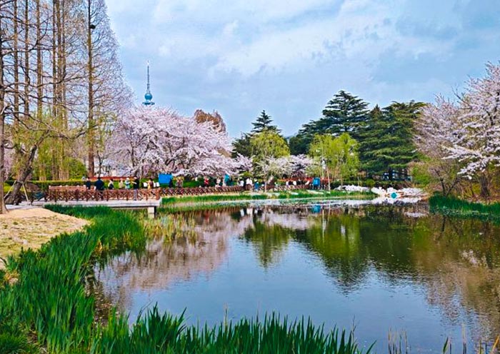 中央公園春景