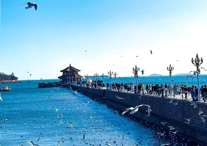 棧橋翩翩起舞的海鷗