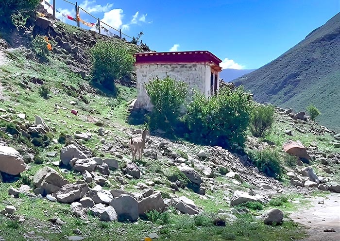 楚布寺到勒定村徒步偶遇巖羊