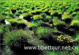 西藏60%的湿地生态区获得有用保；；；；