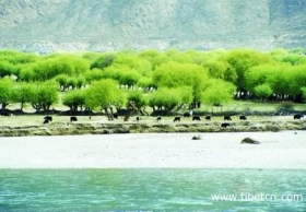 09年藏历新年线路玩转西藏