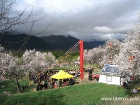 三月林芝桃花开 体验藏地情怀绝佳行止