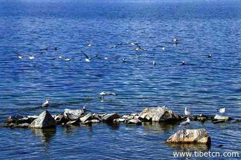 羌塘自然保；；で