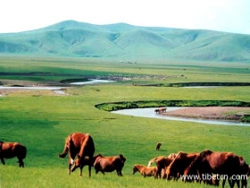 西藏羌塘图片