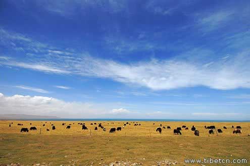 申扎自然保；；で