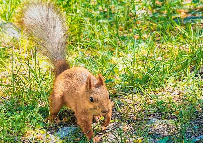 阿拉阿查国家公园