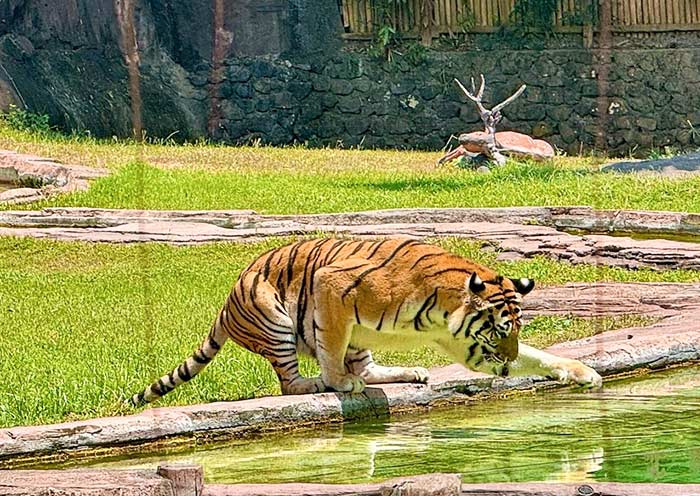 在峇里島野生動物園觀賞猛虎