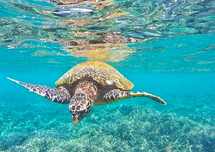 本托塔海滩的海龟