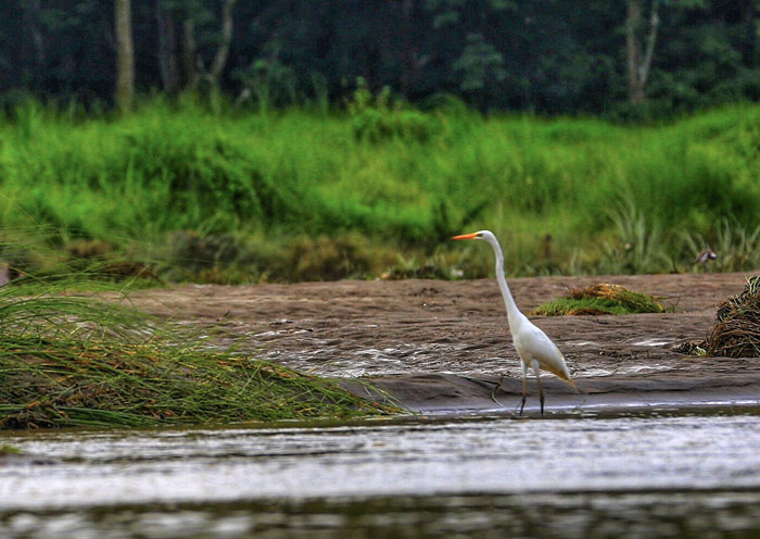 奇旺河畔的水鳥