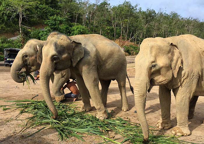 大象丛林保护区