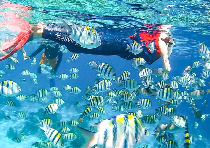 吉利島浮潛觀賞魚群