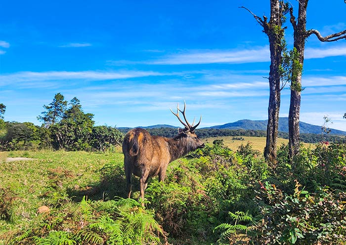 霍顿平原国家公园