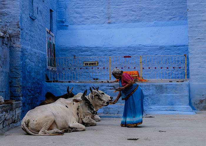 焦特布爾巷弄與神牛