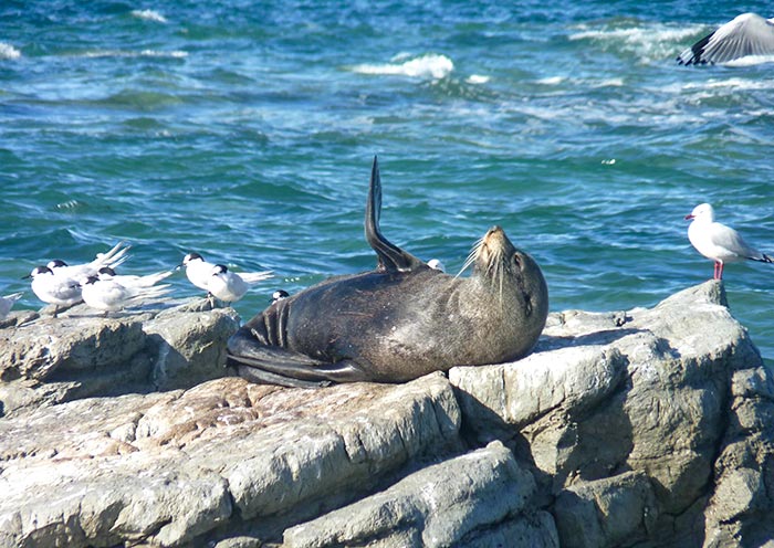 凯库拉半岛徒步观海豹